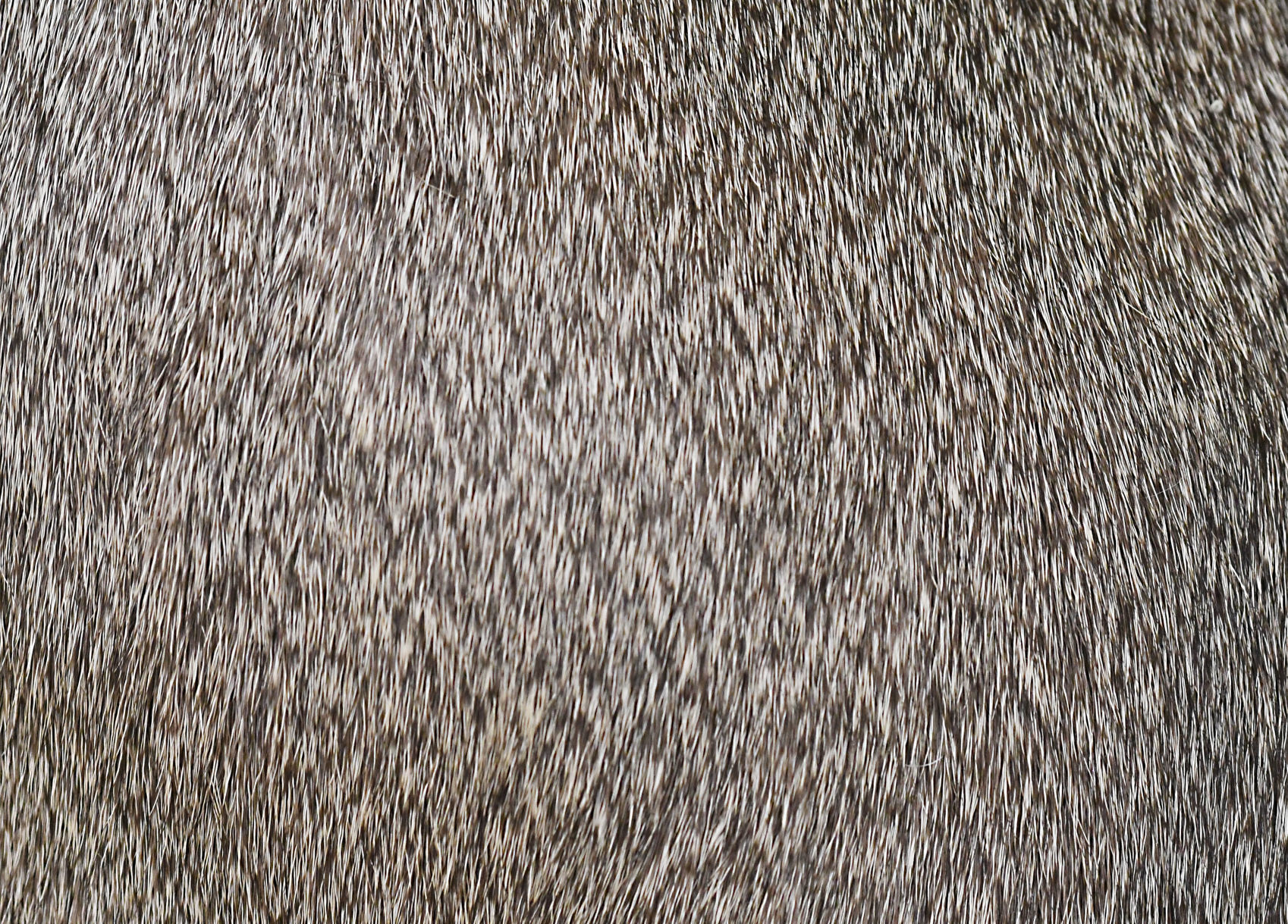 Named for its ears